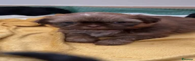 Shih Tzu 5