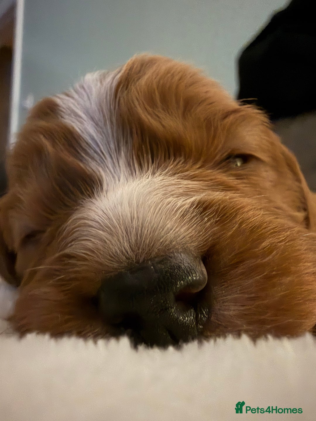 Mixed Breed dogs for sale: Cockapoo/Cavapoo Mix Puppies Available 10 Nov 25 - Image 20