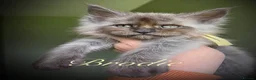 Maine Coon cats for sale: 9 STUNNING BLACK SMOKE MAINE COON CUBS  - Advert 9
