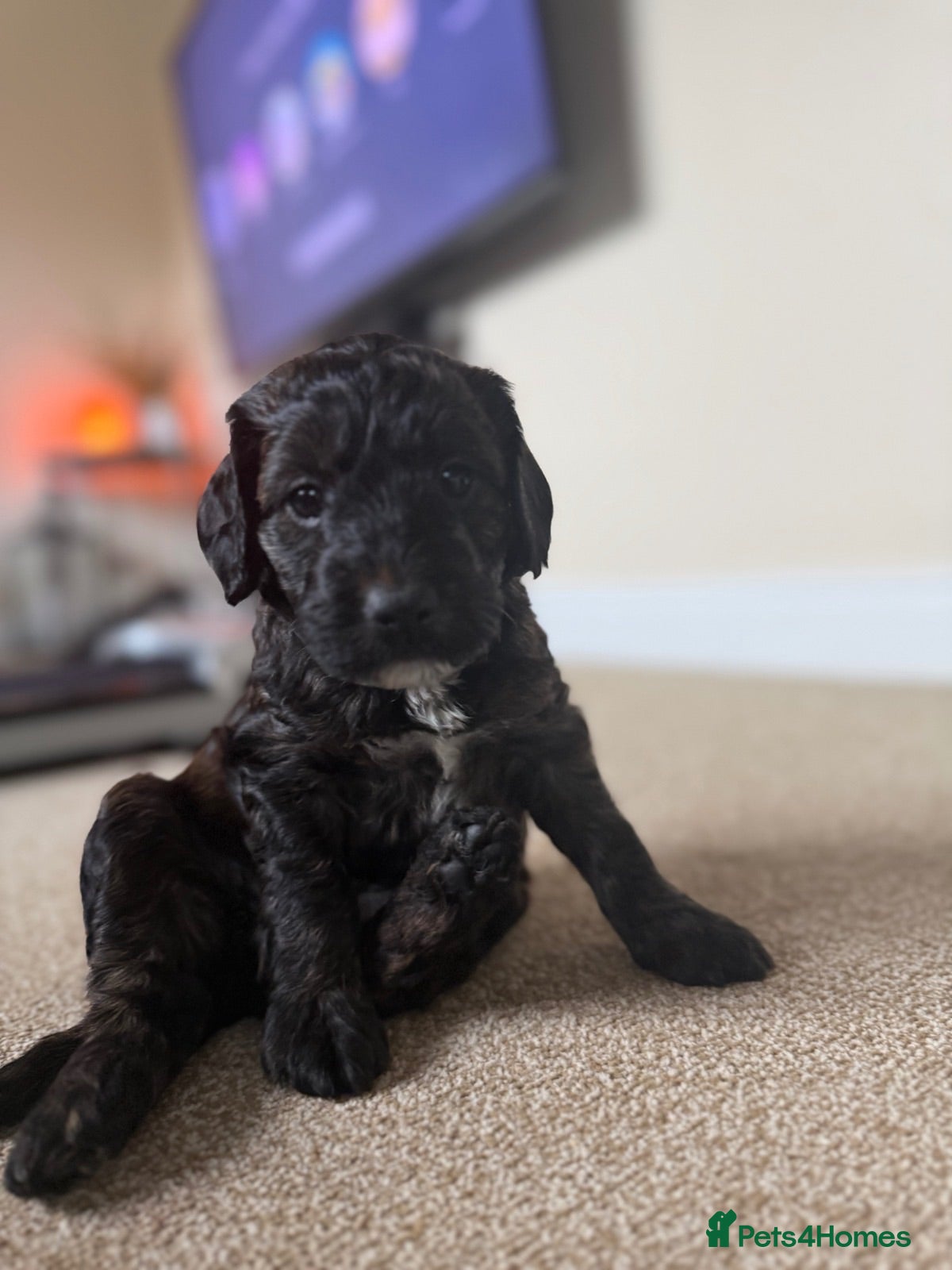 Mixed Breed dogs Beautiful Cockerpoo puppies for sale - Advert 1