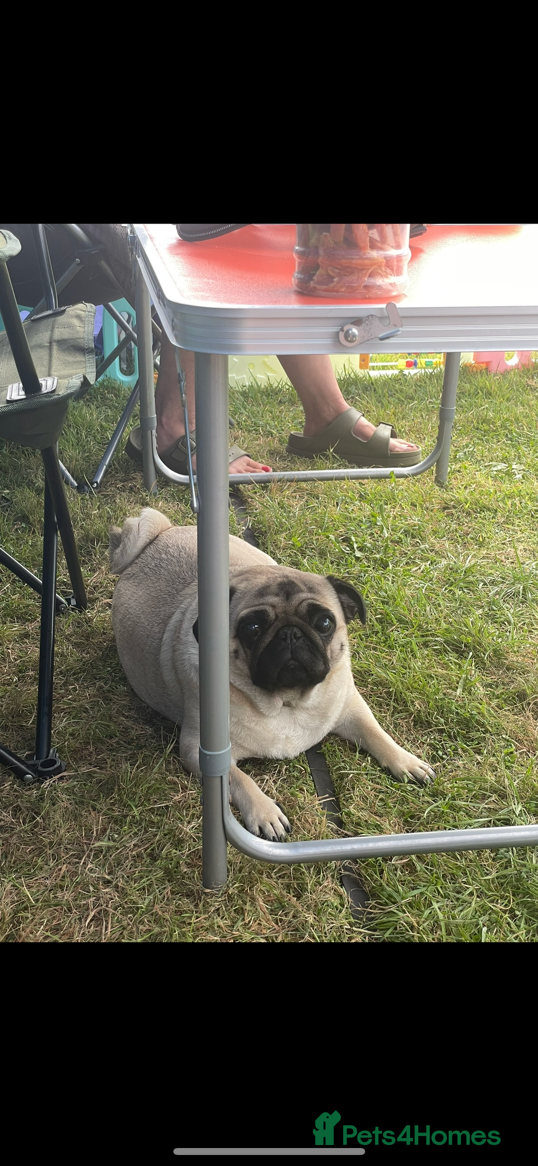 Pug dogs for sale: Gorgeous Female Adult Pug 3 Years old Ready Now  - Advert 4