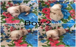 Australian Shepherd dogs for sale: Champion kc registerd pups - Image 3