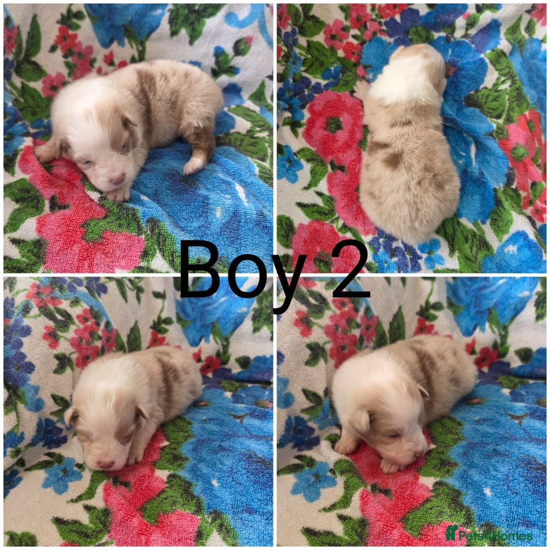 Australian Shepherd dogs for sale: Champion kc registerd pups - Image 3