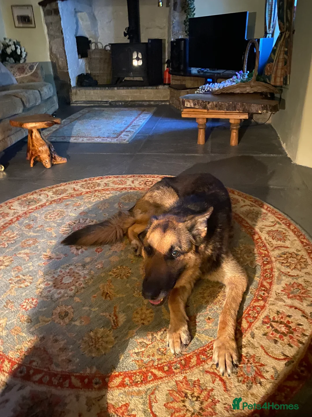 German Shepherd dogs for sale: German Shepherd male - Advert 4