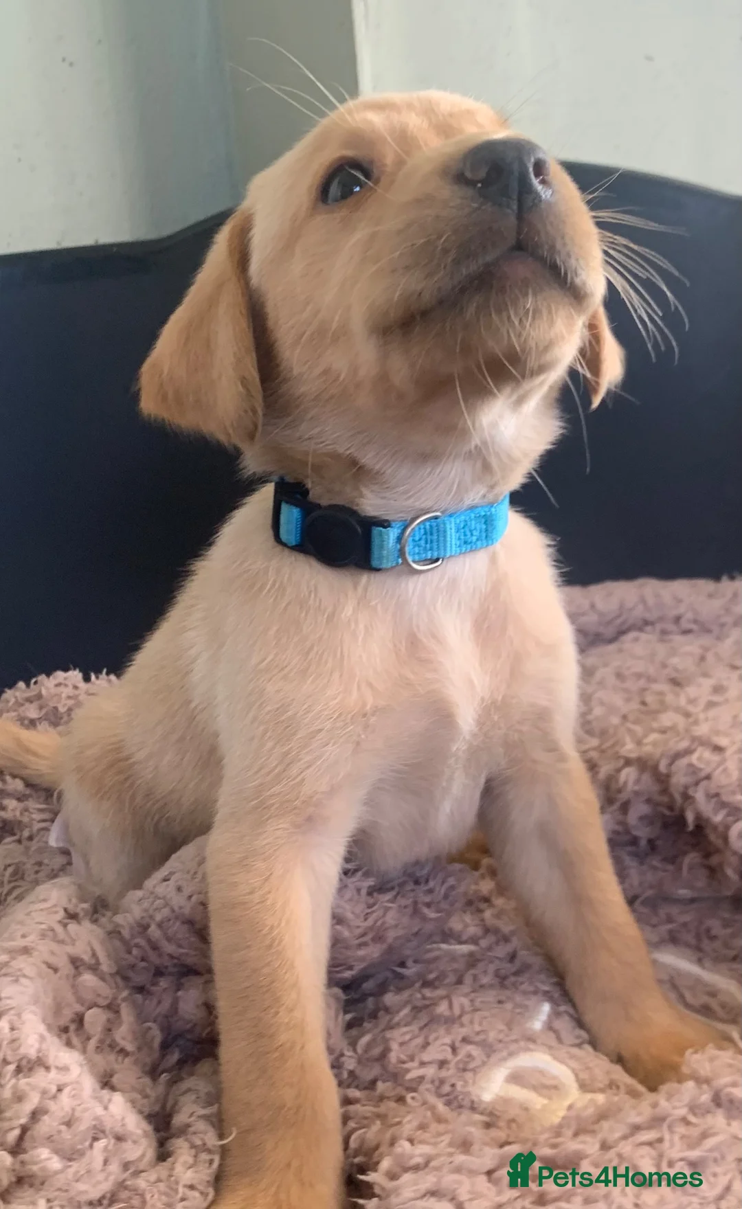 Labrador Retriever dogs for sale: Stunning KC Labrador/1 boy left 🐾 - Advert 24