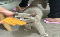 British Shorthair cats for sale: British short hair cats - Image 4