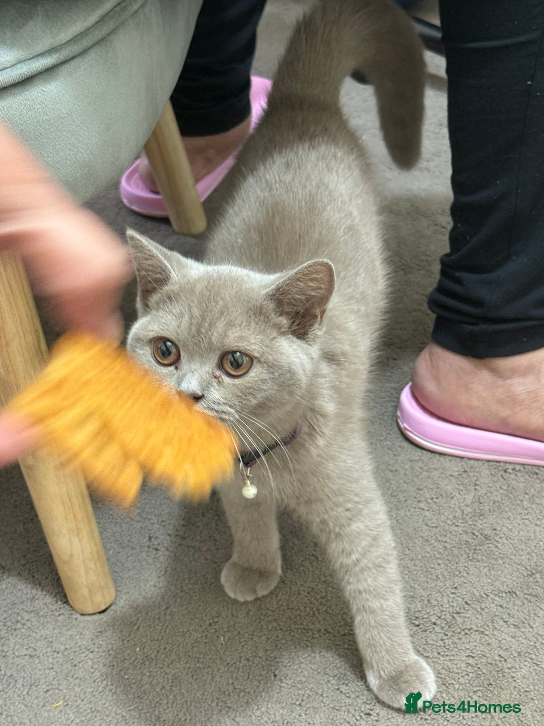 British Shorthair cats for sale: British short hair cats - Image 4