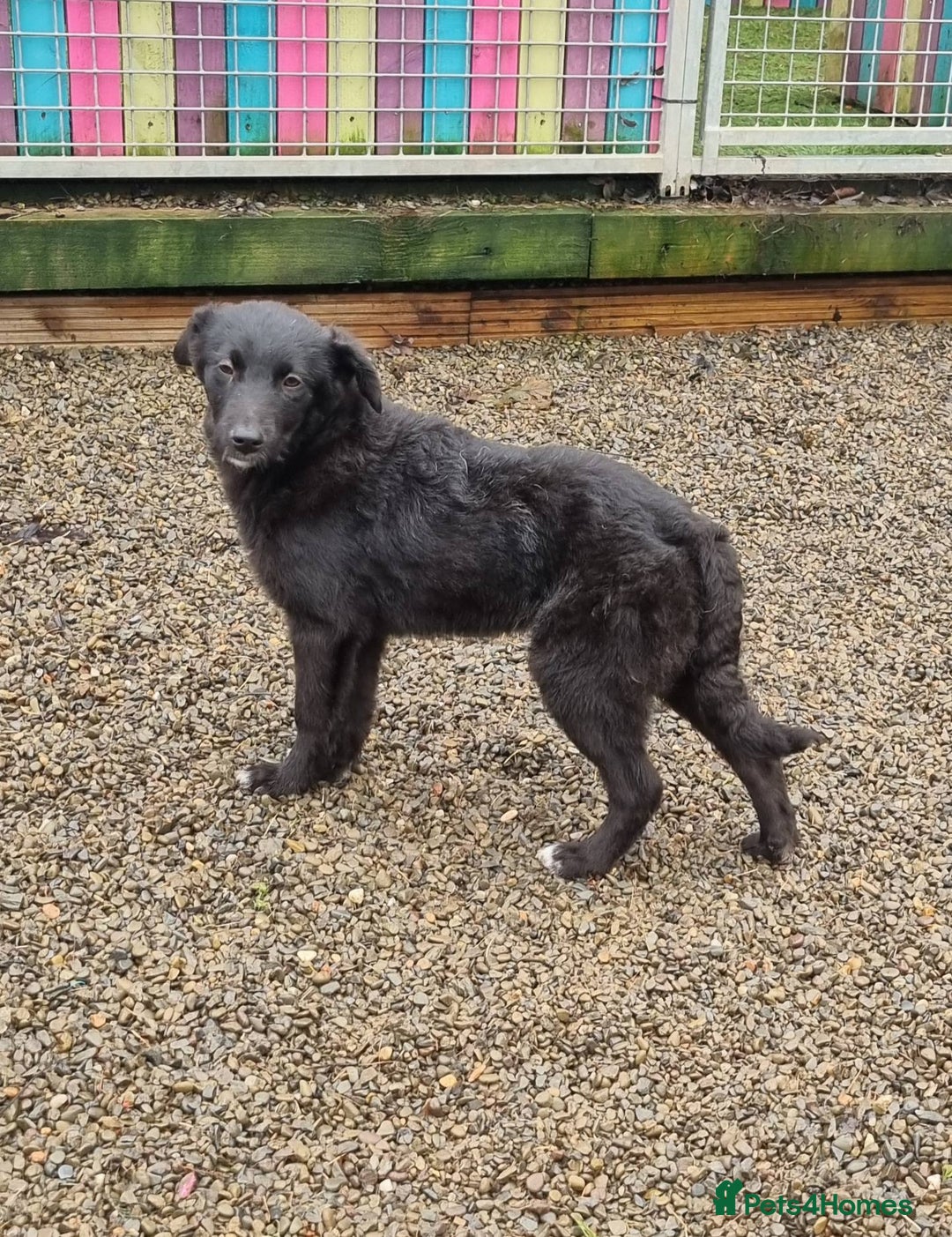 Mixed Breed dogs for adoption: Bruin - In Ayr Looking for a home  - Advert 7