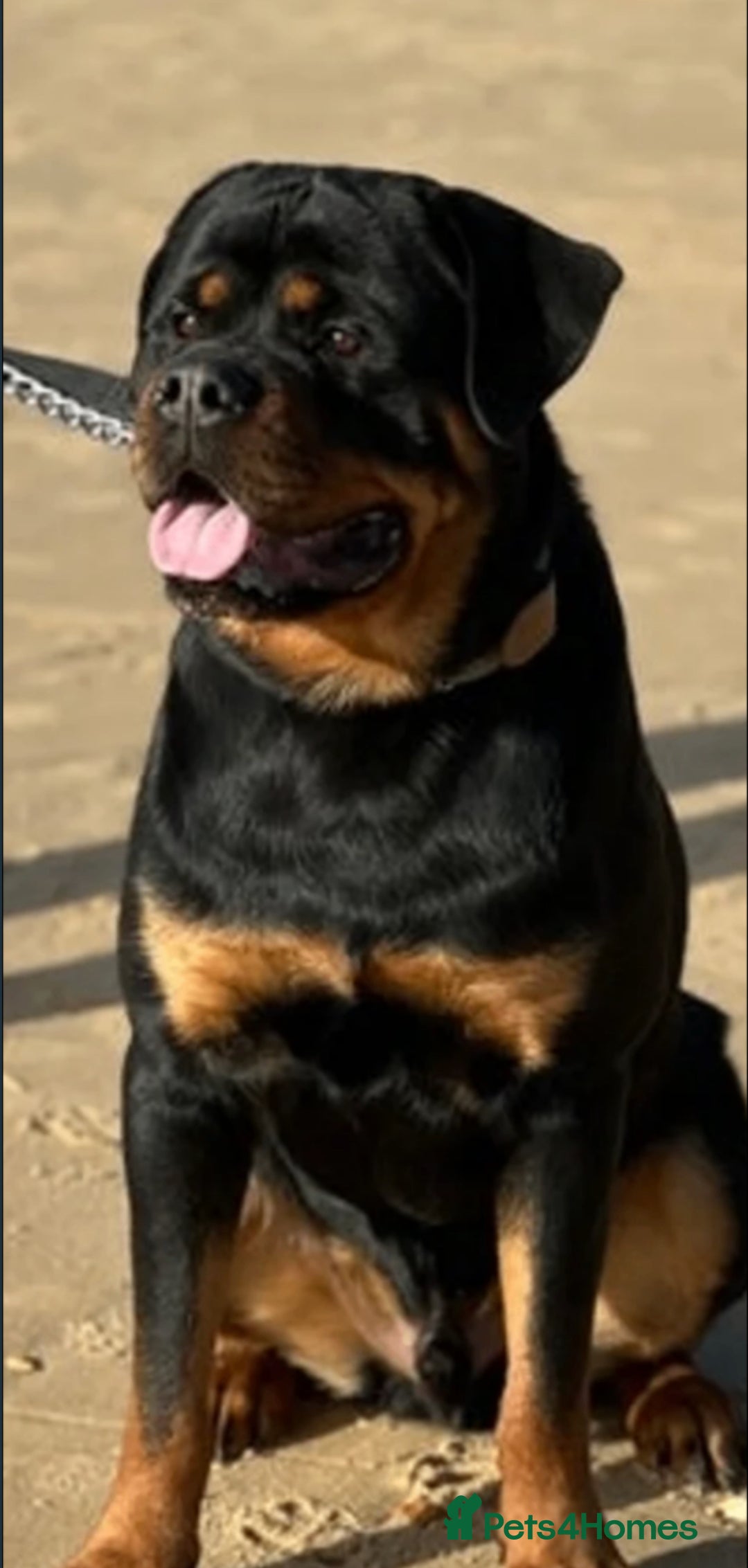 Mixed Breed dogs for sale: Gorgeous bullmastiff x Rottweiler puppies - Advert 2