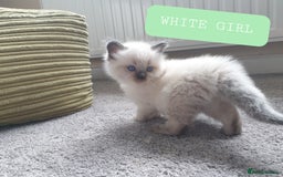 Ragdoll cats for sale: 5 fully seal point ragdoll kittens  - Image 3