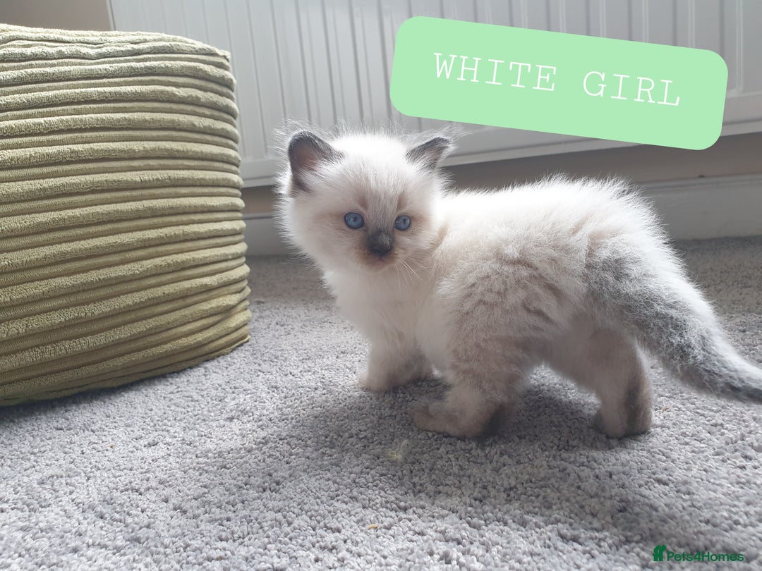 Ragdoll cats for sale: 5 fully seal point ragdoll kittens  - Image 3
