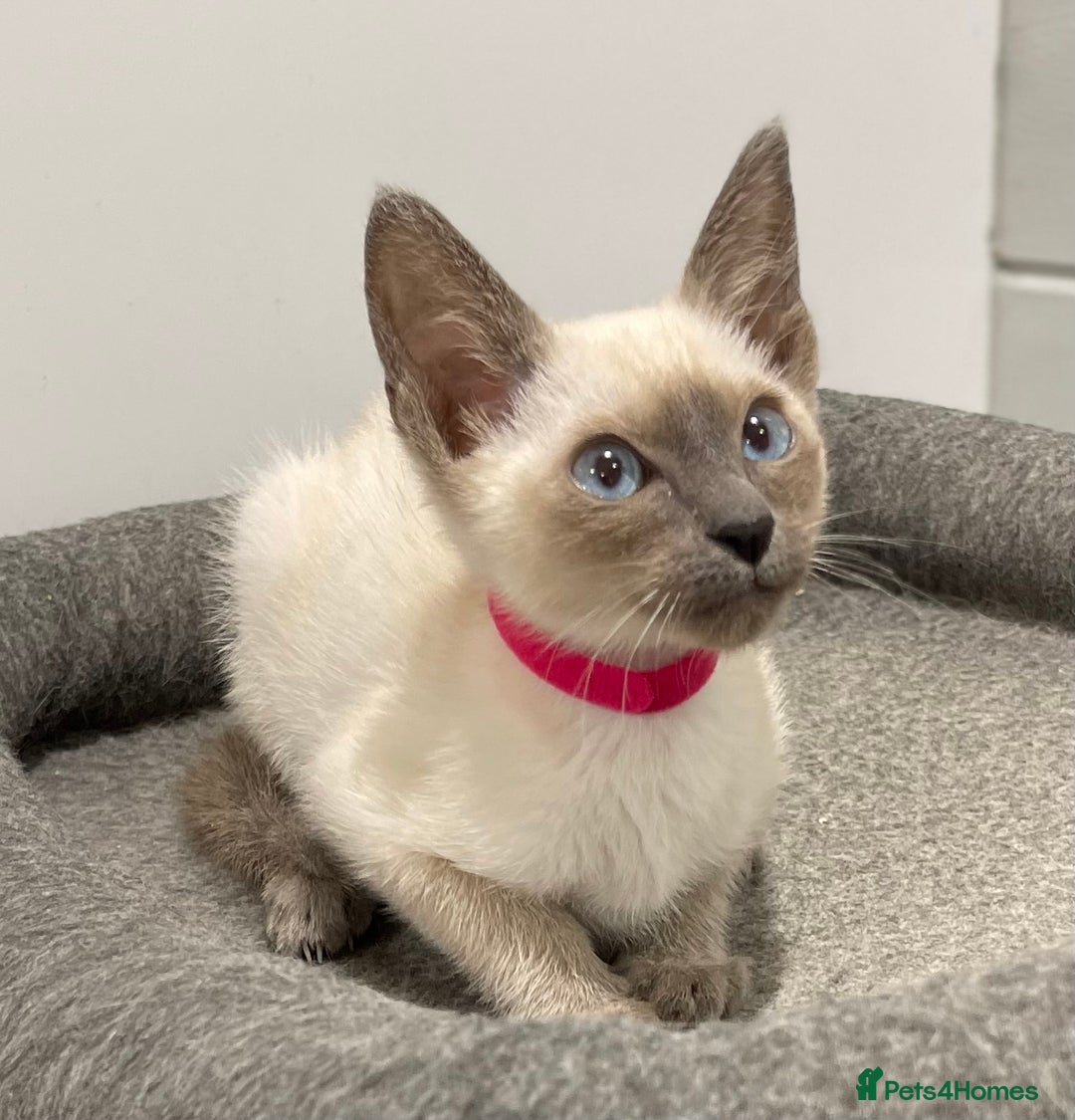 Siamese cats for sale: GCCF Registered Pure Traditional Siamese.  - Image 13
