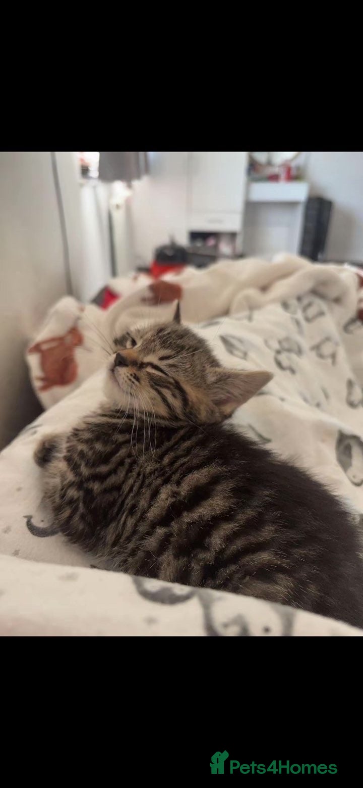 Mixed Breed cats for sale: Kittens in need of urgent homes  in Rotherham - Advert 15
