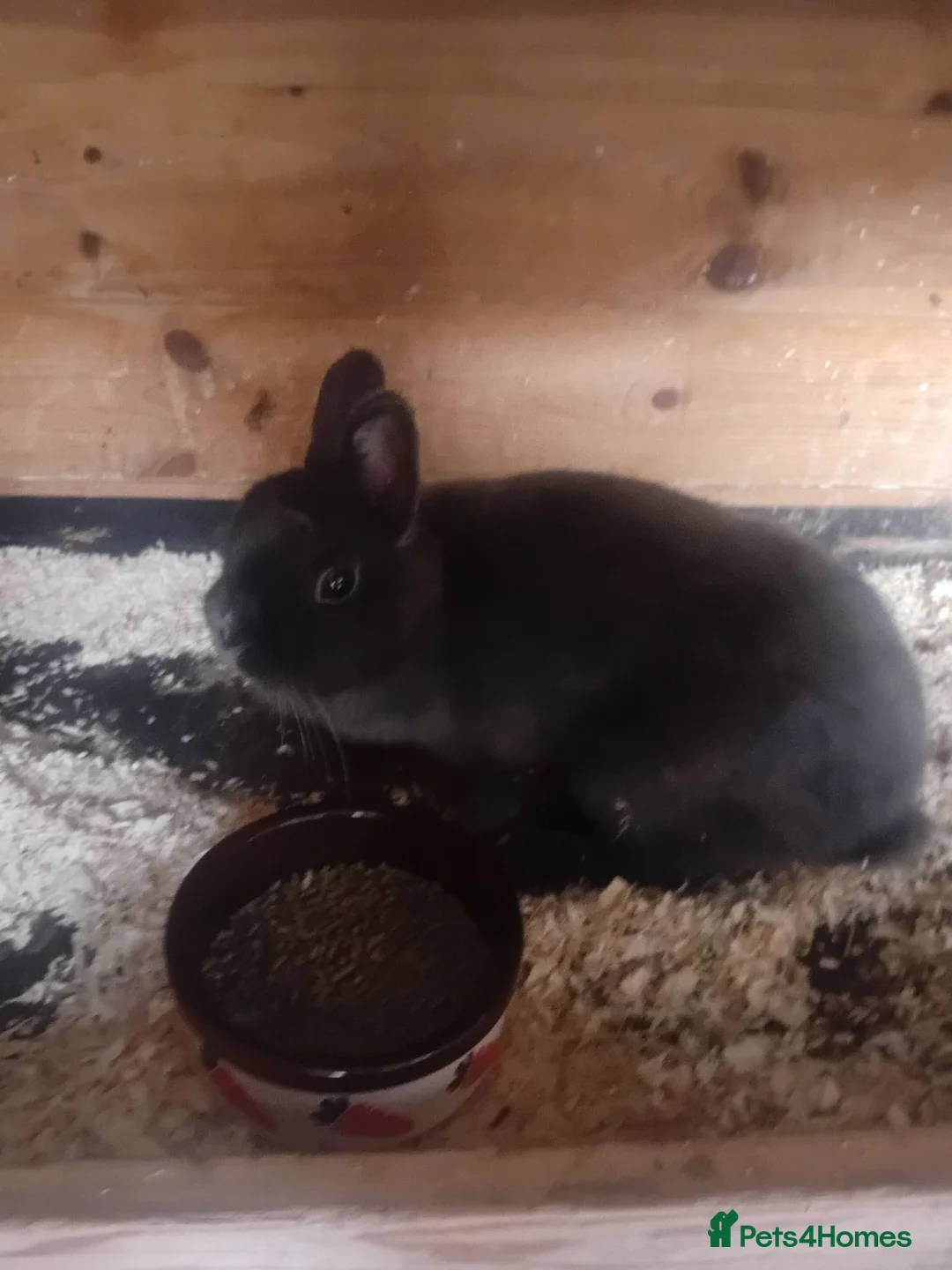 Netherland Dwarf rabbits for sale: Netherland dwarfs  in Wigan - Advert 4