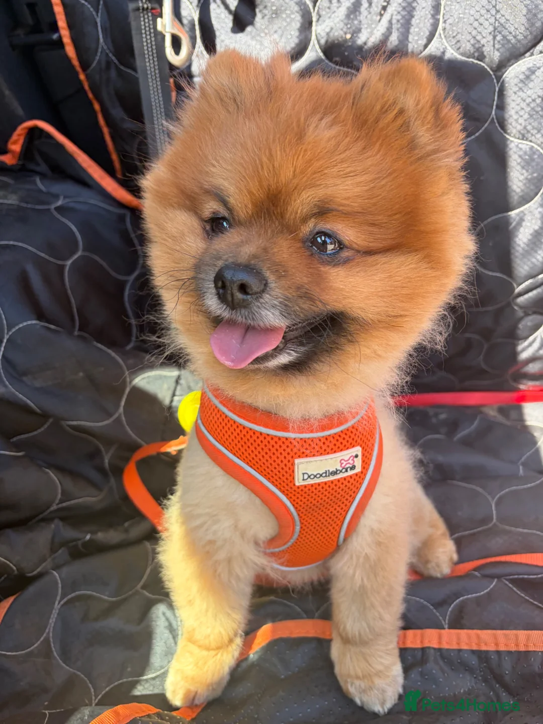 Pomeranian dogs for stud: KC registered Pomeranian Kobi for stud - Advert 6