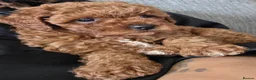 Cavapoo dogs for sale: 1 Asian Toy Cavapoo Puppy  - Advert 5