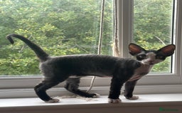 Devon Rex cats for sale: 標題可以是：  Adorable Kittens Looking for Loving Homes - Advert 3