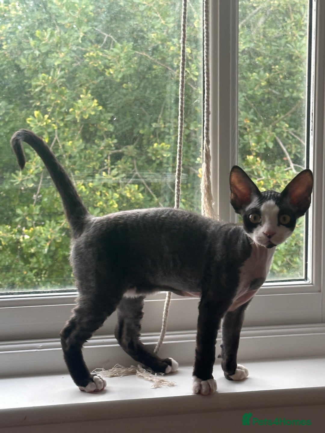 Devon Rex cats for sale: 標題可以是：  Adorable Kittens Looking for Loving Homes - Advert 3