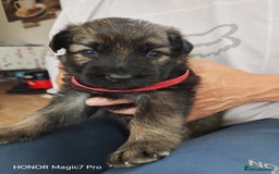 German Shepherd dogs for sale: German Shepherd puppies - Image 4