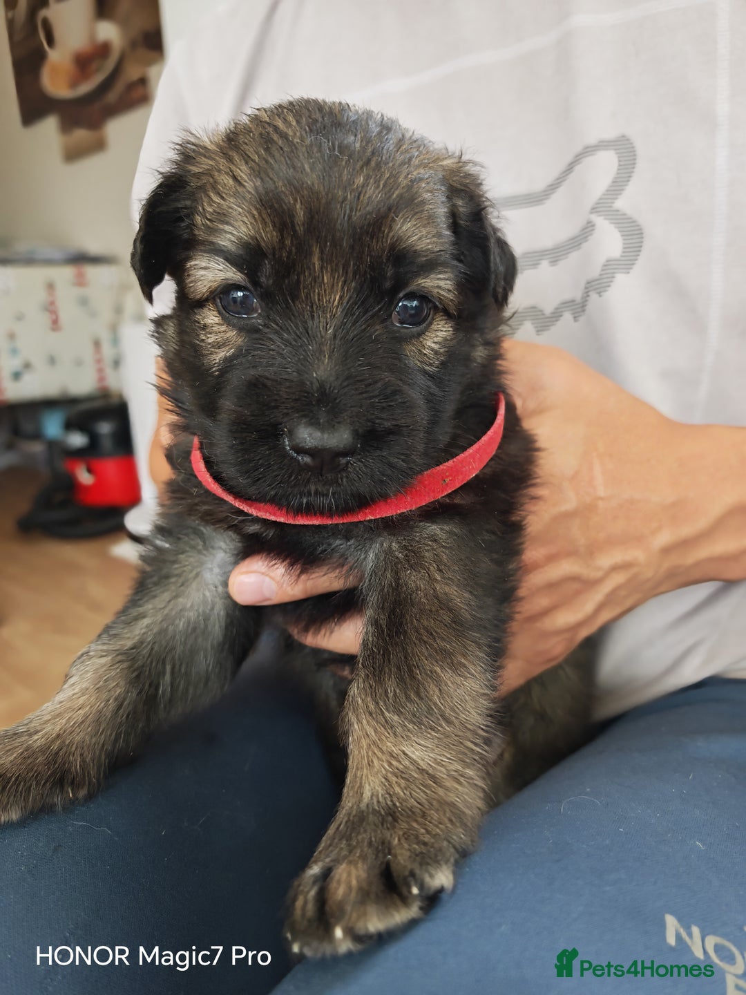 German Shepherd dogs for sale: German Shepherd puppies - Image 4