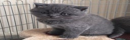 British Shorthair cats for sale: Blue British Shorthair Kittens  - Advert 5