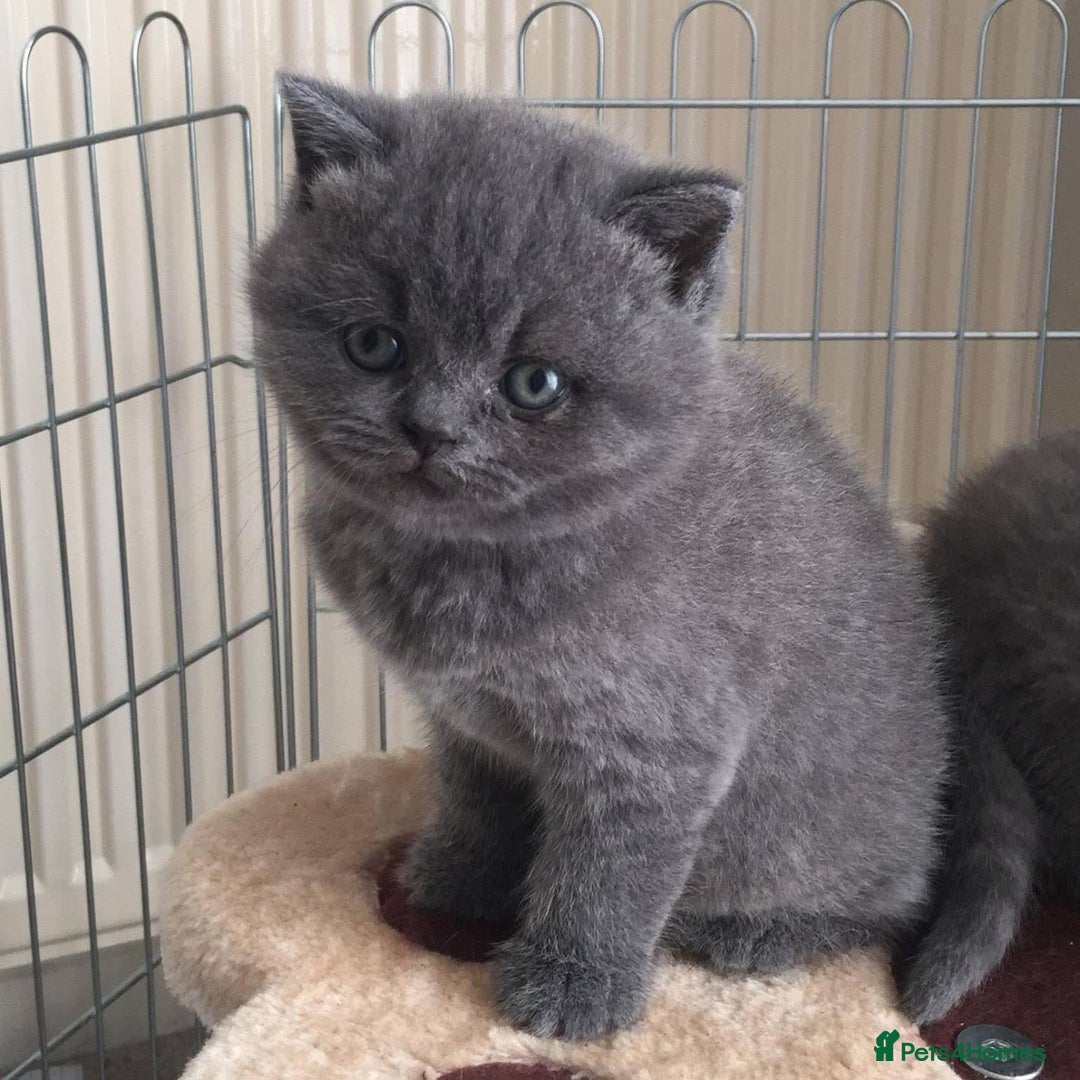 British Shorthair cats for sale: Blue British Shorthair Kittens  - Advert 5