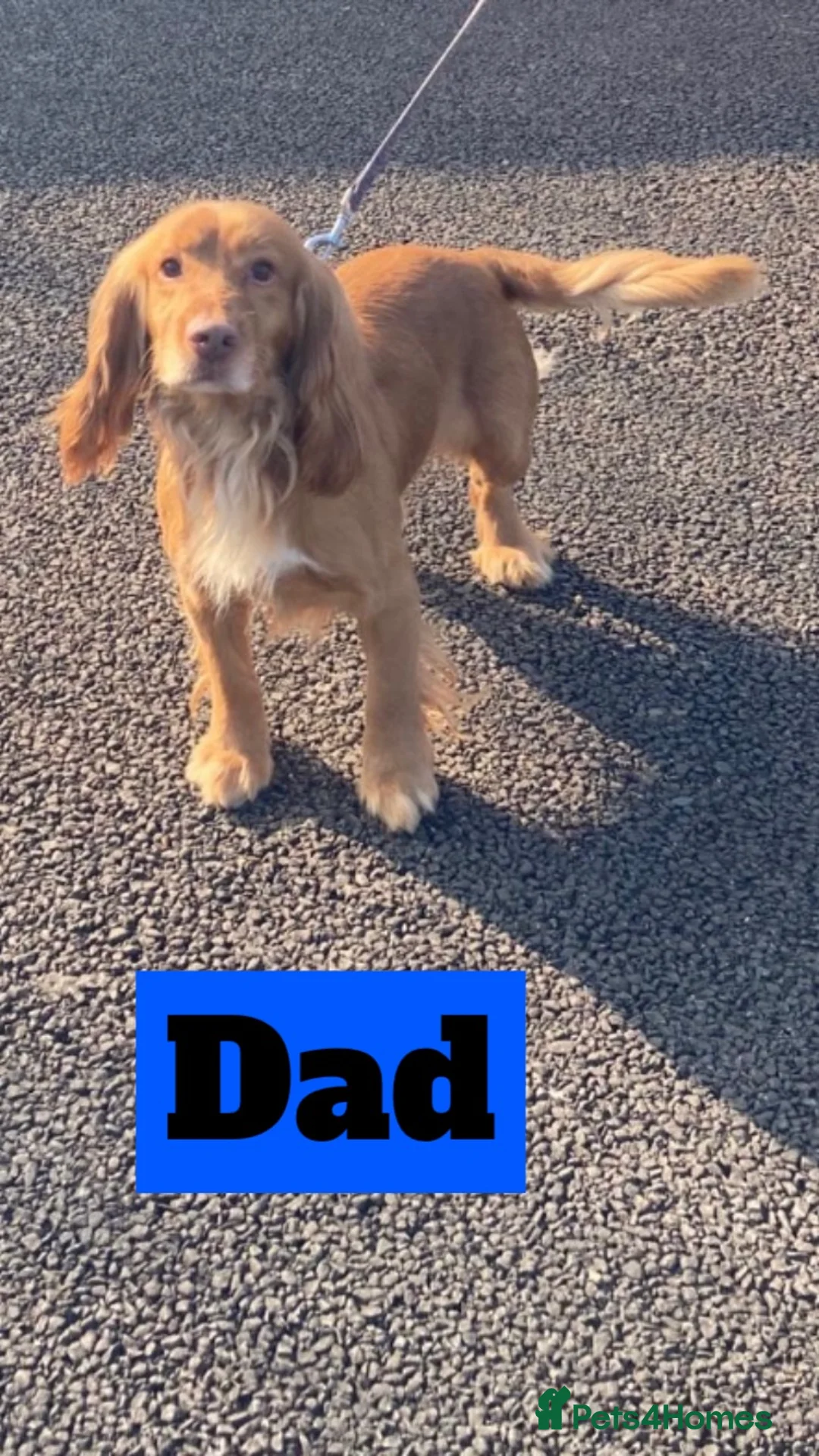 Cocker Spaniel dogs for sale: DNA health tested cocker spaniel pups - Advert 8