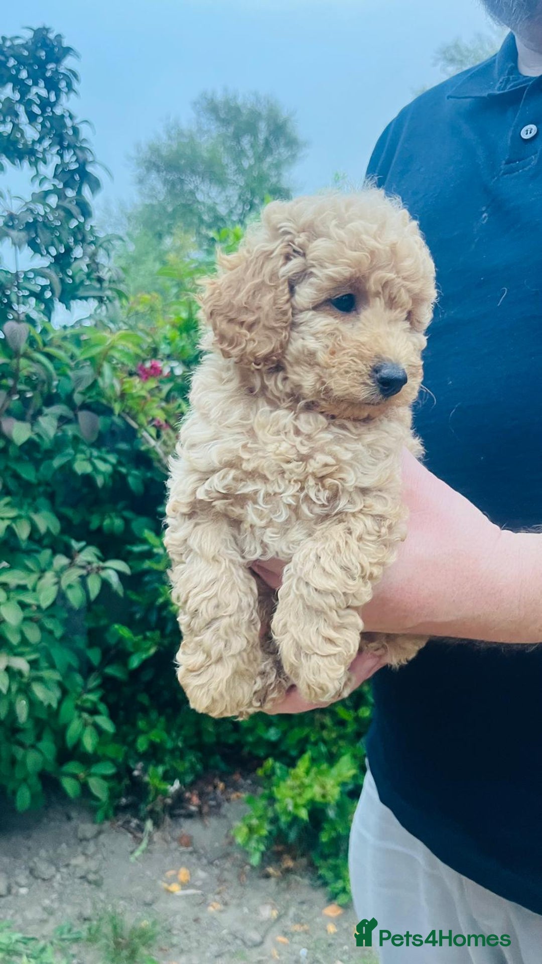 Labradoodle dogs for sale: Chunky Miniature Soft Curled Labradoodle Pups - Image 2