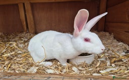 Rex rabbits for sale: Lovely little ermine baby rex buck  - Image 2