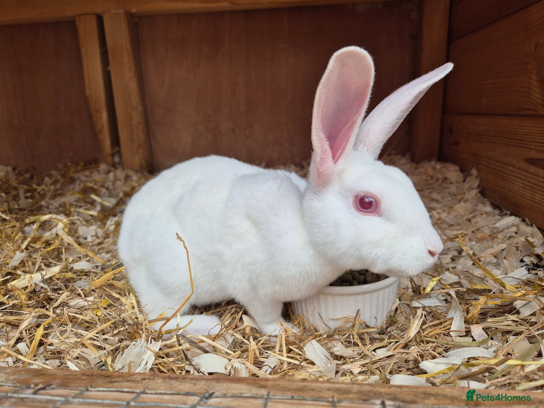 Rex rabbits for sale: Lovely little ermine baby rex buck  - Image 2