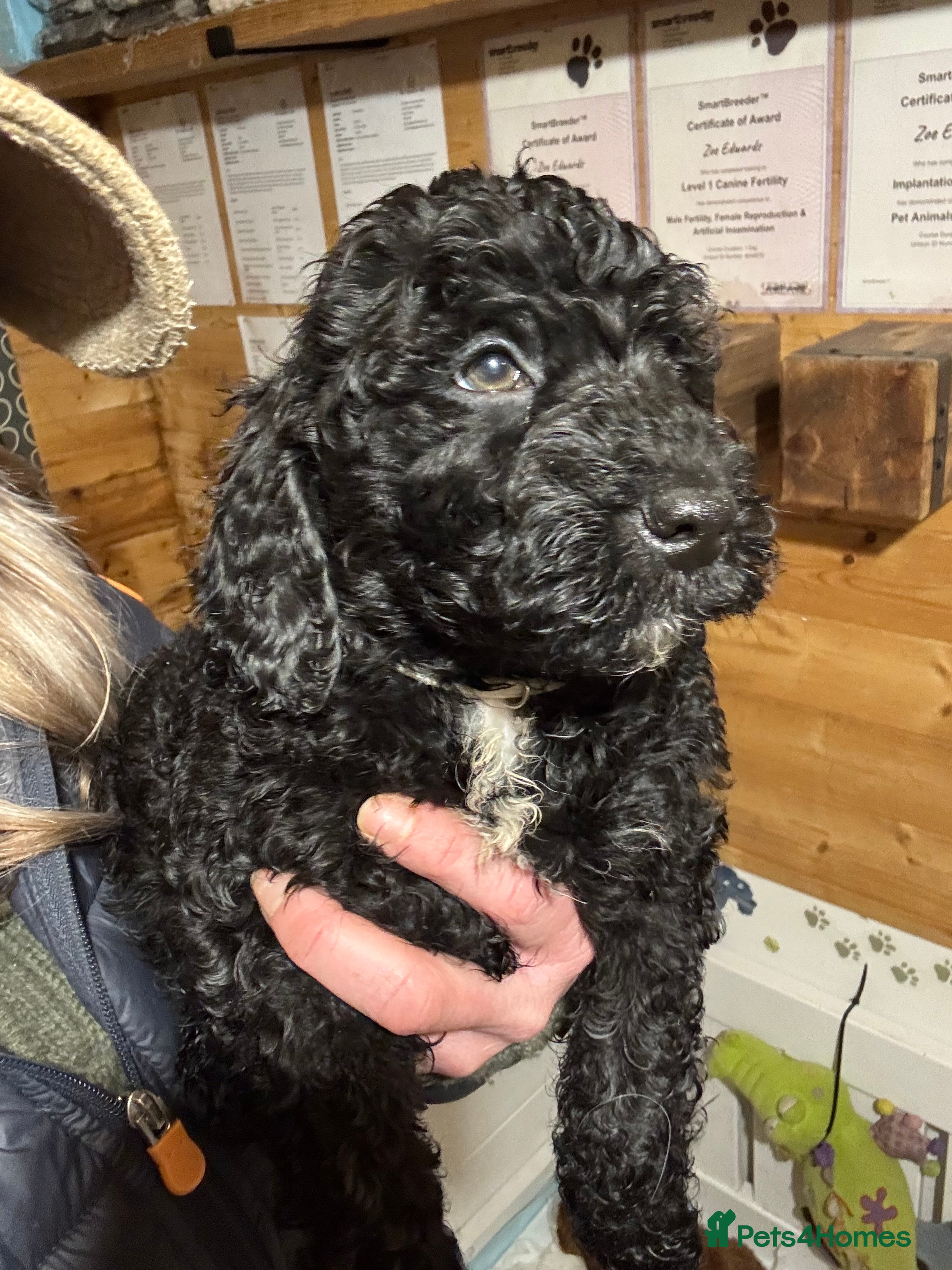 Cockapoo dogs Show Cockapoo F1b black boy left 5* breeder - Advert 18
