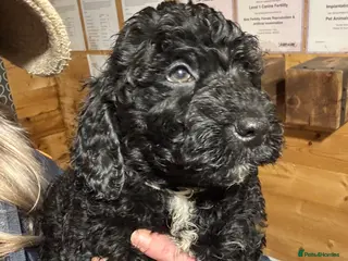 Cockapoo dogs Show Cockapoo F1b black boy left 5* breeder - Advert 18