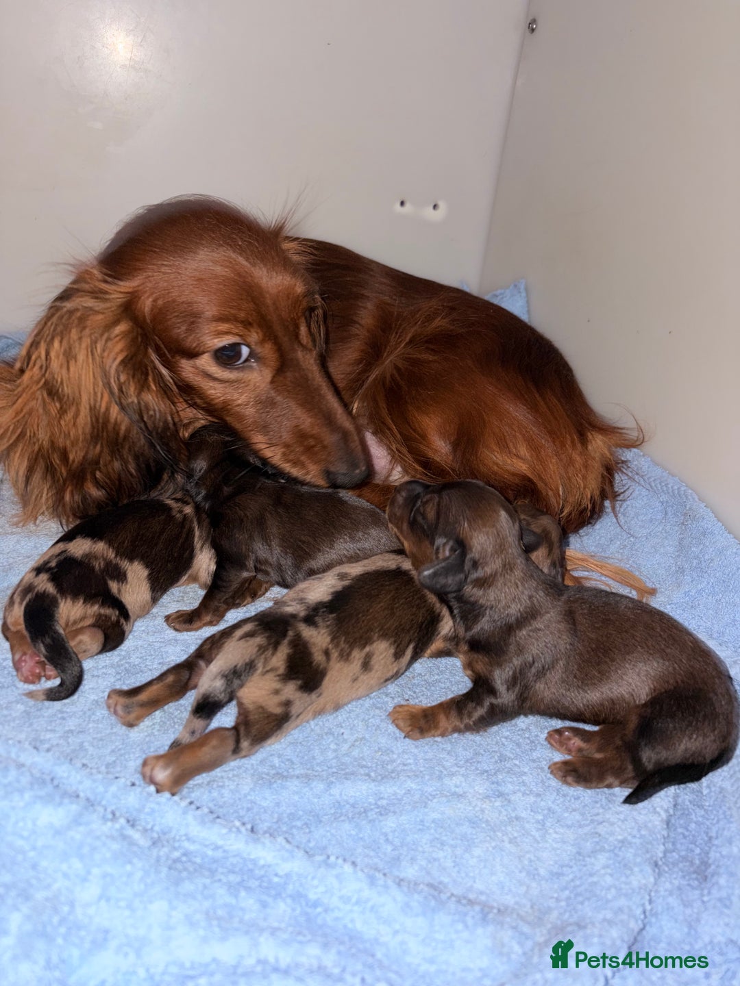 Miniature Dachshund dogs for sale: Quality Russian shaded red minis - Advert 21