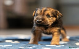 Mixed Breed dogs for sale: 6 Lakeland Cross Puppies for Sale - Image 11