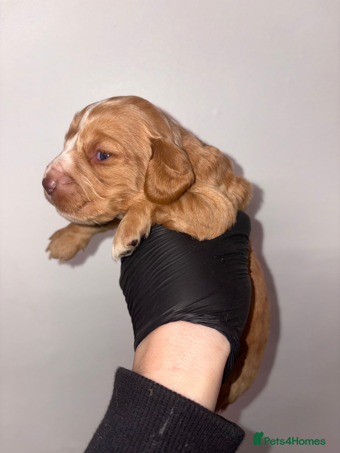 Cocker Spaniel dogs for sale: KC reg 5 Gen FTCH/Argyll warrior descendants  - Advert 2