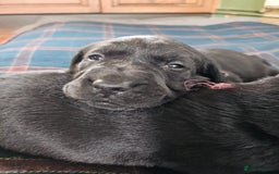 Labrador Retriever dogs for sale: KC Registered Black Labrador Puppies - Image 9