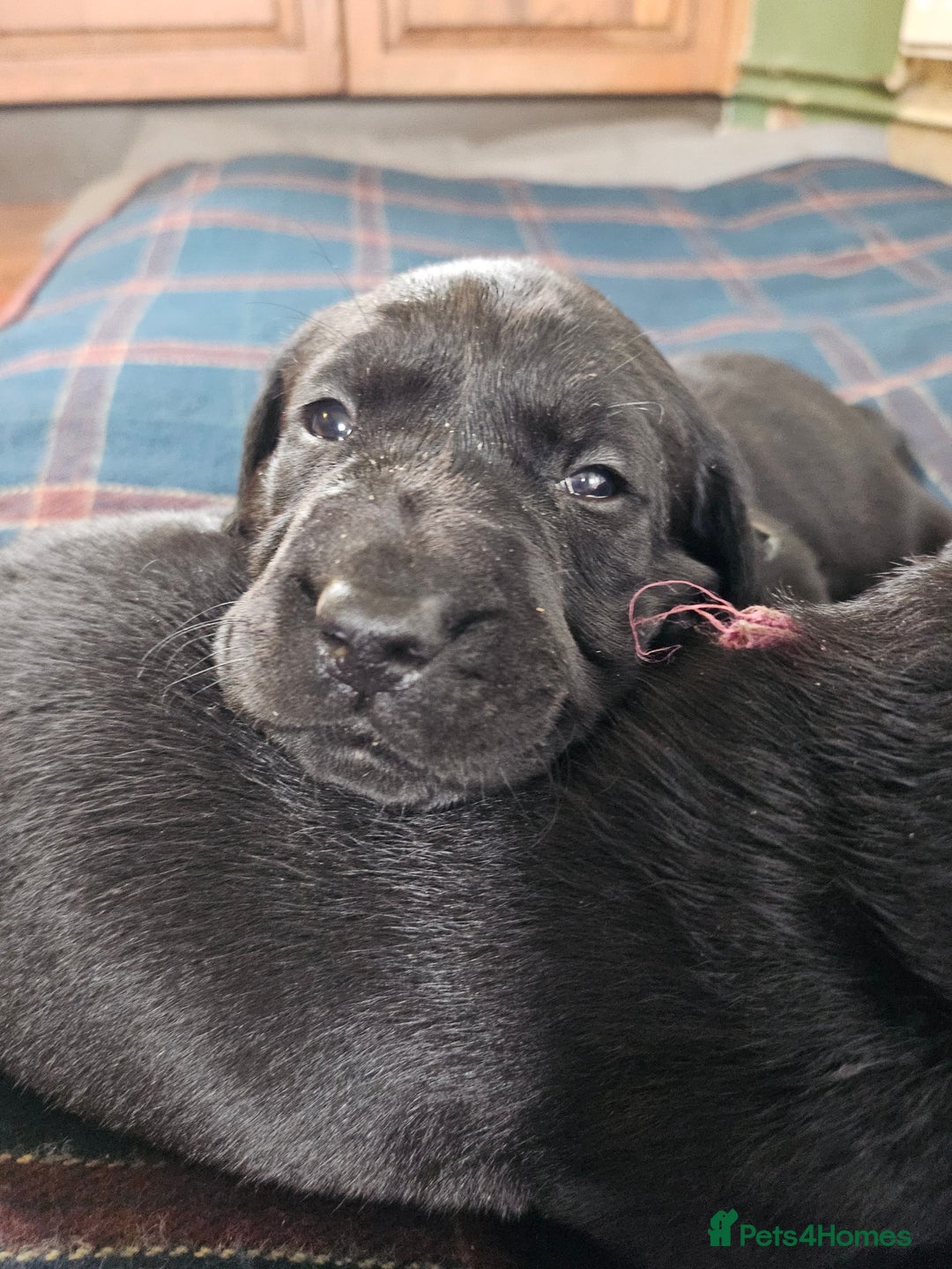Labrador Retriever dogs for sale: KC Registered Black Labrador Puppies - Image 9