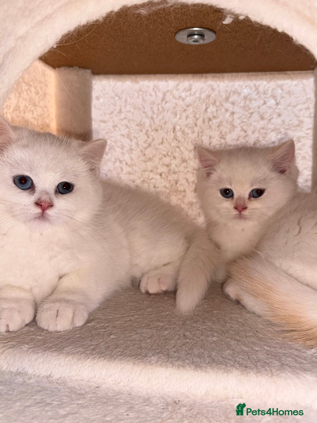 British Shorthair cats for sale: Adorable Pure White British Short Hair Kittens! - Advert 6