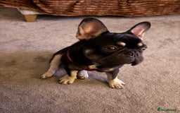 French Bulldog dogs for sale: Beautiful Health Checked French bulldog  - Image 6