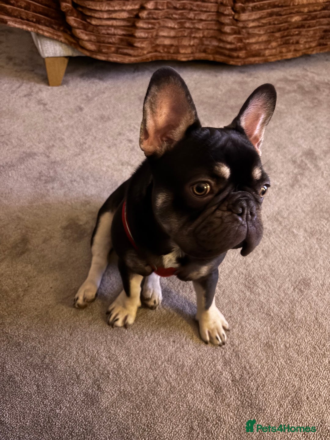 French Bulldog dogs for sale: Beautiful Health Checked French bulldog  - Image 6