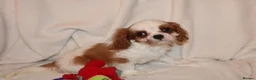 Cavalier King Charles Spaniel dogs for sale: Gorgeous Cavalier King Charles Spaniel puppies - Advert 23