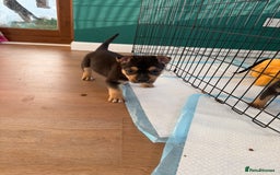 Mixed Breed dogs for sale: Beautiful Bulldog Cross Puppies - Image 3