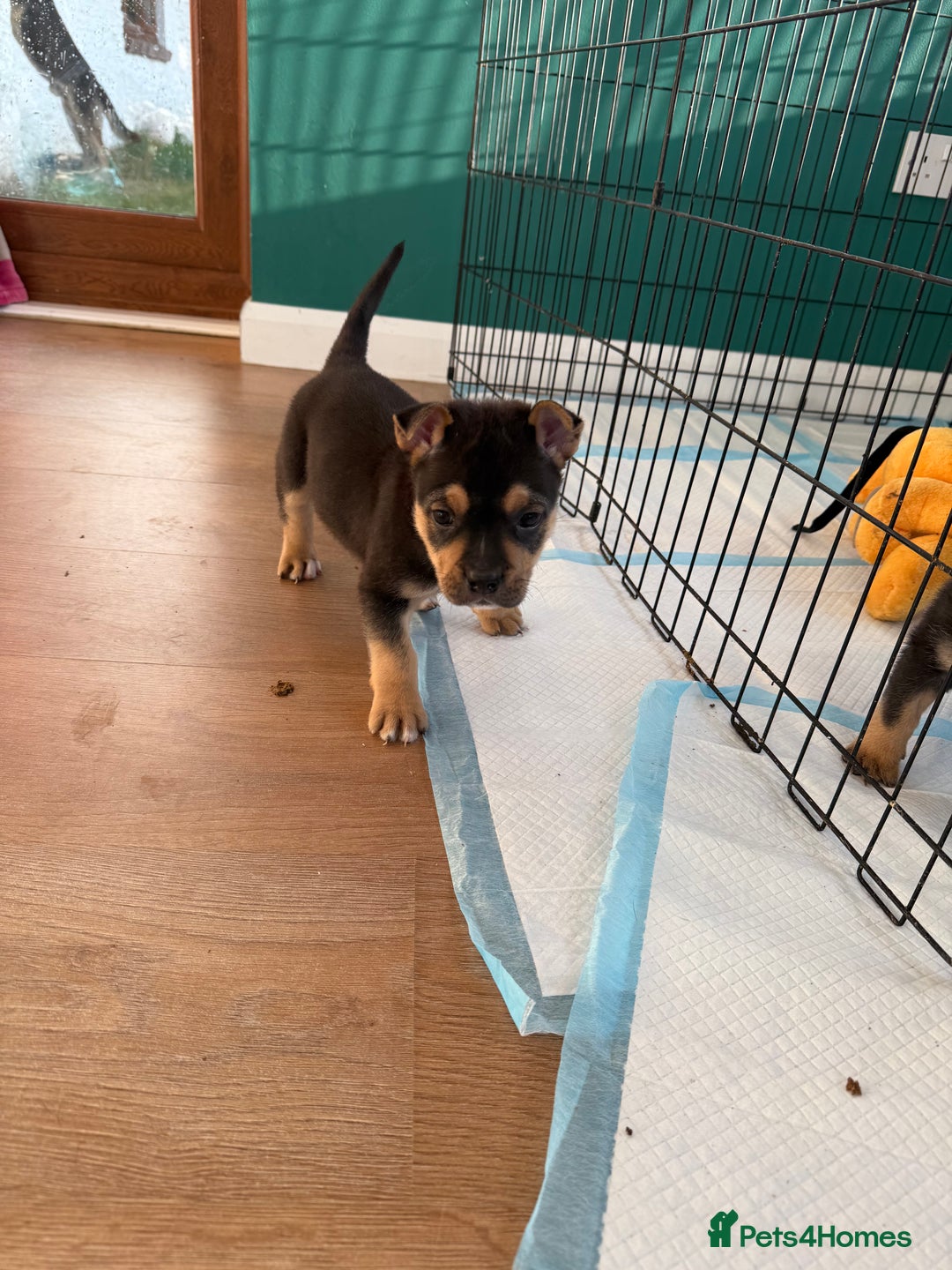 Mixed Breed dogs for sale: Beautiful Bulldog Cross Puppies - Image 3