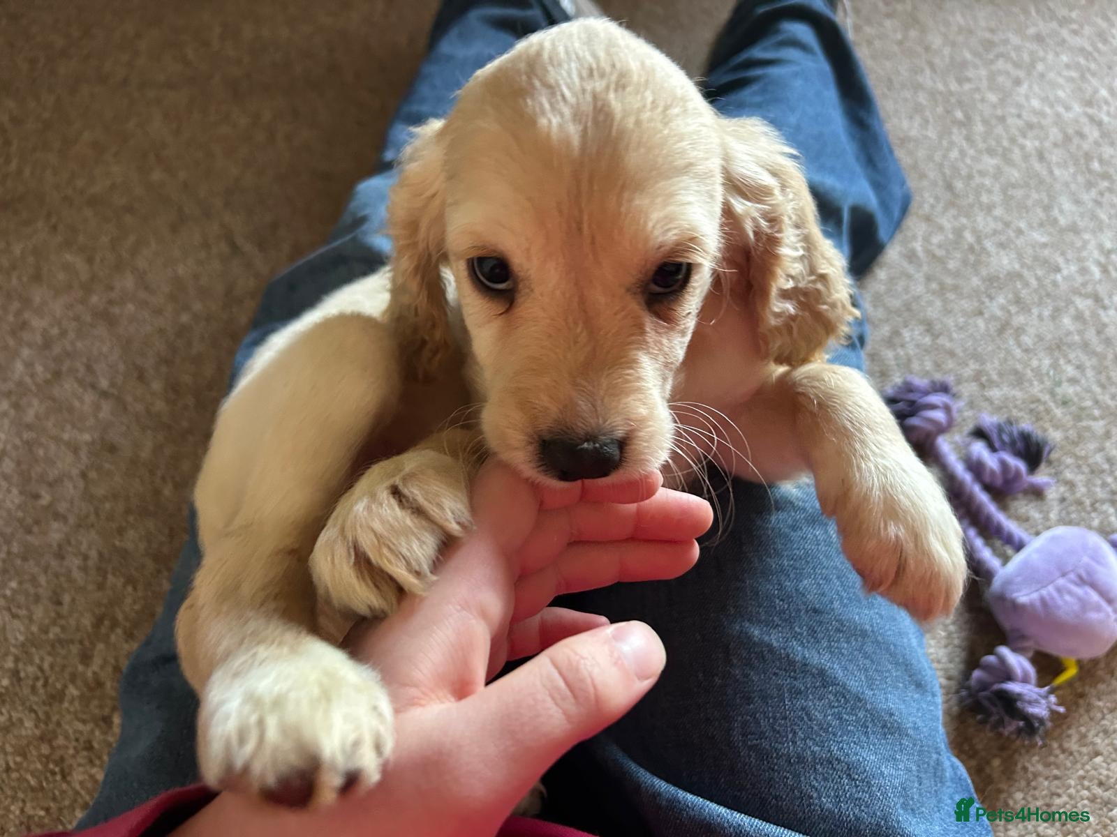 Mixed Breed dogs Cocker spaniel cross cocker/Australian shepherd  - Advert 6