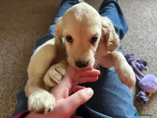 Mixed Breed dogs Cocker spaniel cross cocker/Australian shepherd - Advert 6