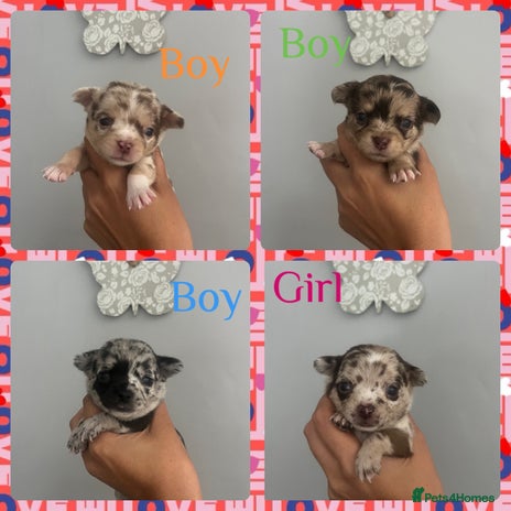 Chihuahua dogs - Advert 1