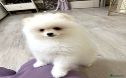 Pomeranian dogs for sale: Pomeranian boy for sale  - Image 3