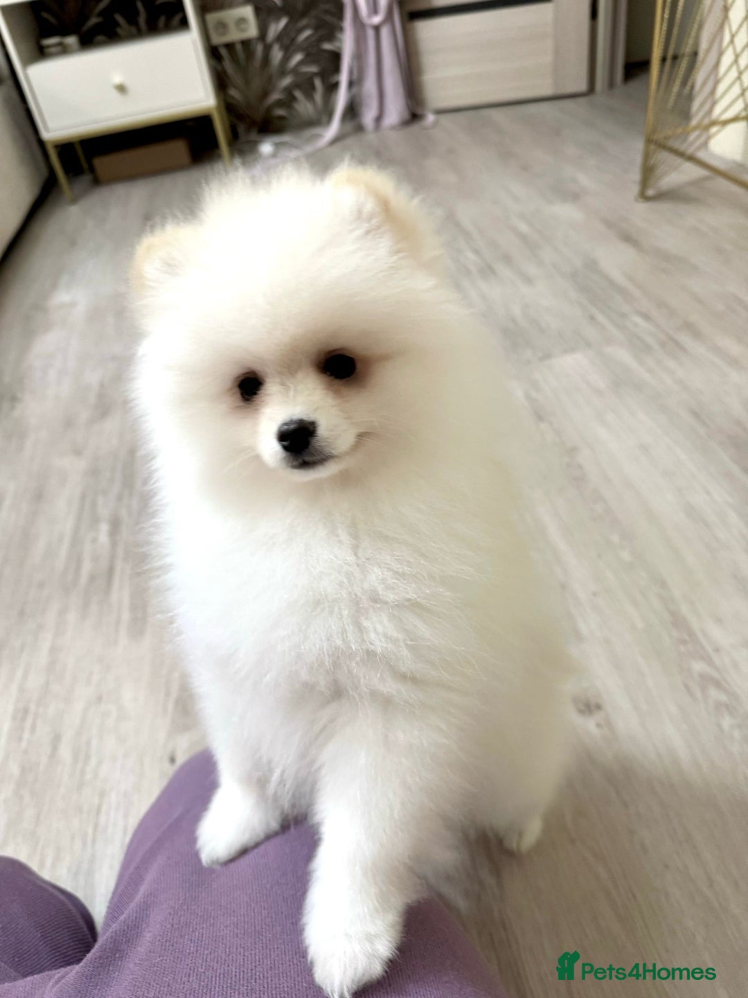 Pomeranian dogs for sale: Pomeranian boy for sale  - Image 3