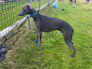 Whippet dogs in Bishop Auckland - Advert 4