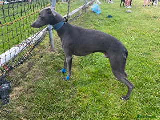 Whippet dogs Small 19",heart test clear,Full Blue Kc reg stud in Bishop Auckland - Advert 6